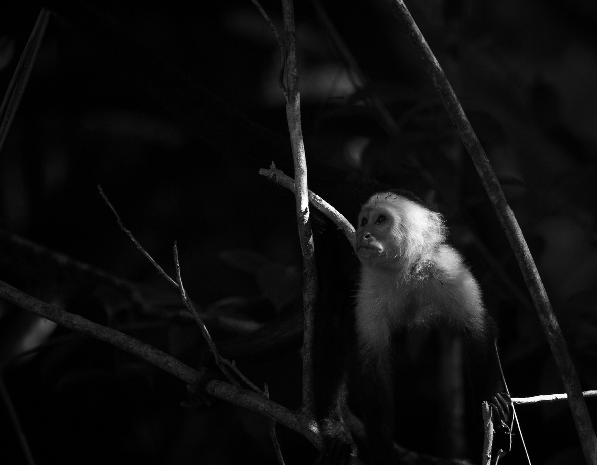 A capuchin pauses for thought